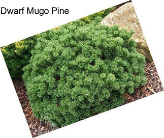 Dwarf Mugo Pine