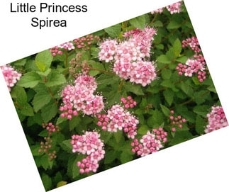 Little Princess Spirea