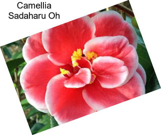 Camellia Sadaharu Oh