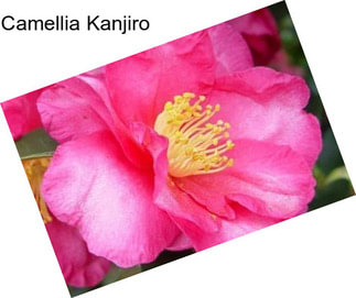 Camellia Kanjiro