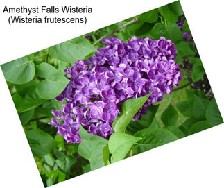 Amethyst Falls Wisteria (Wisteria frutescens)