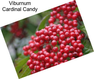 Viburnum Cardinal Candy