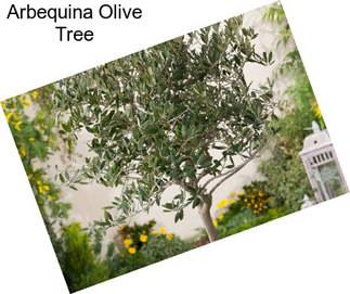 Arbequina Olive Tree