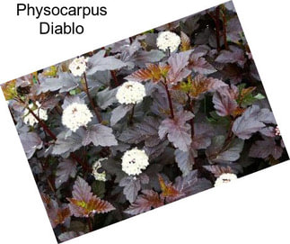 Physocarpus Diablo