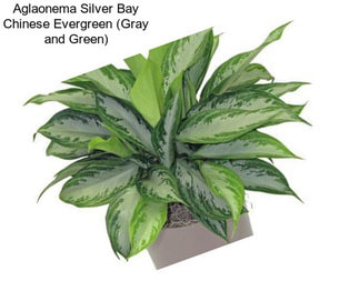 Aglaonema Silver Bay Chinese Evergreen (Gray and Green)