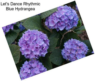 Let\'s Dance Rhythmic Blue Hydrangea