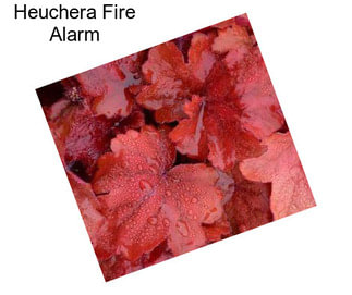 Heuchera Fire Alarm