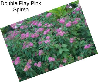 Double Play Pink Spirea