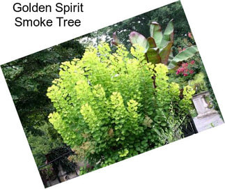 Golden Spirit Smoke Tree