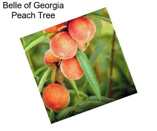 Belle of Georgia Peach Tree