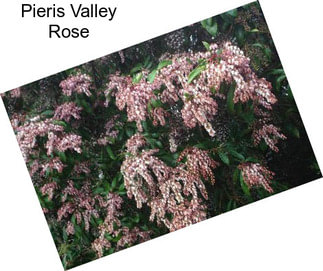 Pieris Valley Rose