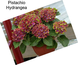 Pistachio Hydrangea