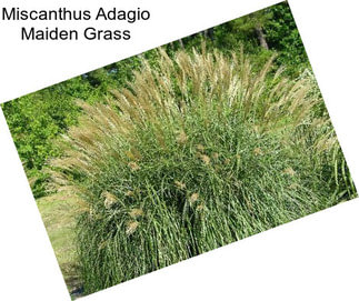 Miscanthus Adagio Maiden Grass