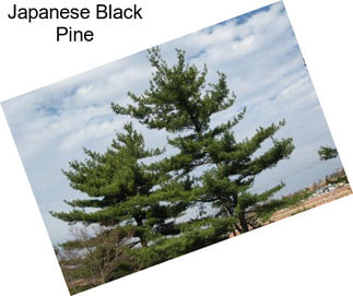 Japanese Black Pine