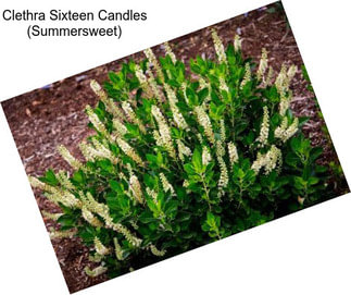 Clethra Sixteen Candles (Summersweet)