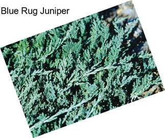 Blue Rug Juniper