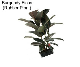 Burgundy Ficus (Rubber Plant)