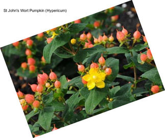 St John\'s Wort Pumpkin (Hypericum)