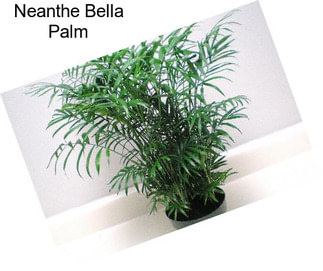 Neanthe Bella Palm