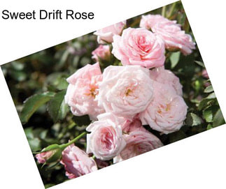 Sweet Drift Rose