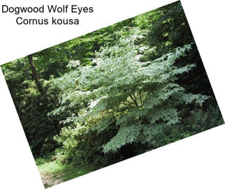 Dogwood Wolf Eyes Cornus kousa