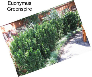 Euonymus Greenspire