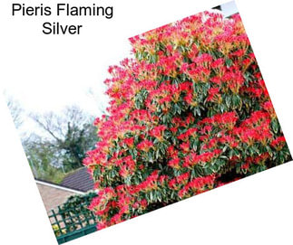 Pieris Flaming Silver