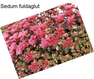 Sedum fuldaglut