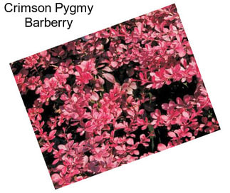 Crimson Pygmy Barberry