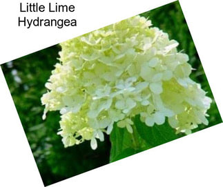 Little Lime Hydrangea