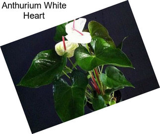 Anthurium White Heart