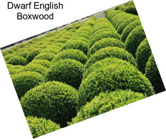 Dwarf English Boxwood