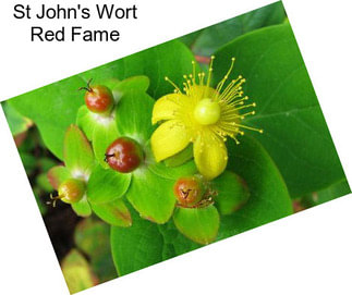 St John\'s Wort Red Fame