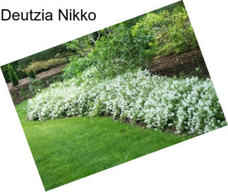 Deutzia Nikko