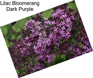 Lilac Bloomerang Dark Purple