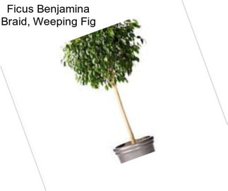 Ficus Benjamina Braid, Weeping Fig