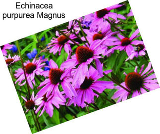 Echinacea purpurea Magnus