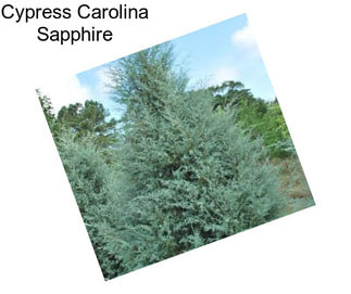 Cypress Carolina Sapphire