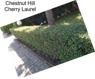 Chestnut Hill Cherry Laurel