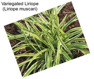 Variegated Liriope (Liriope muscari)