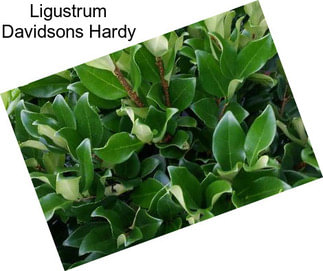 Ligustrum Davidsons Hardy