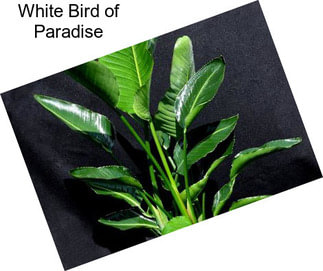 White Bird of Paradise