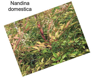 Nandina domestica