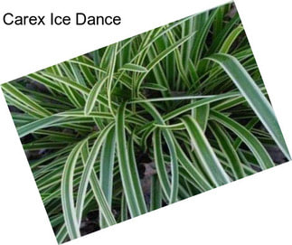 Carex Ice Dance