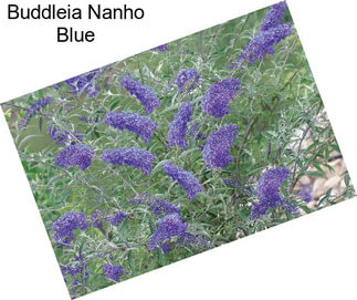 Buddleia Nanho Blue