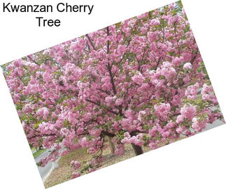 Kwanzan Cherry Tree