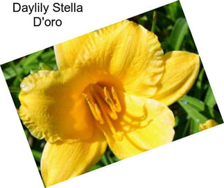 Daylily Stella D\'oro