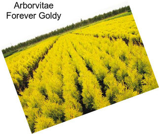 Arborvitae Forever Goldy