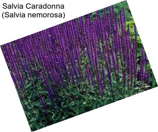 Salvia Caradonna (Salvia nemorosa)