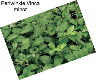 Periwinkle Vinca minor